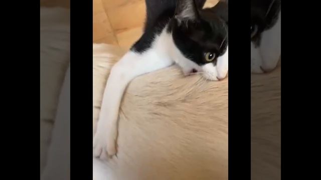Ухватил