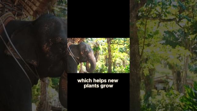 Elephants Nature's Gardeners and Water Holers #capcut #facts #climateeducation #animals #environmen