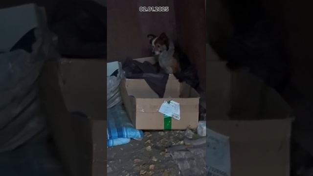 Пристраиваются собаки