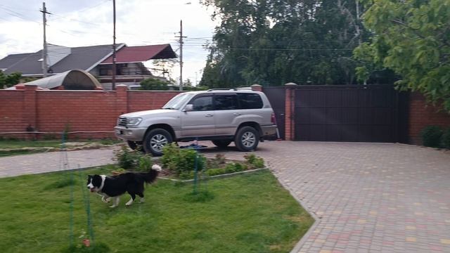 Бордер колли и кольца  интересное видео