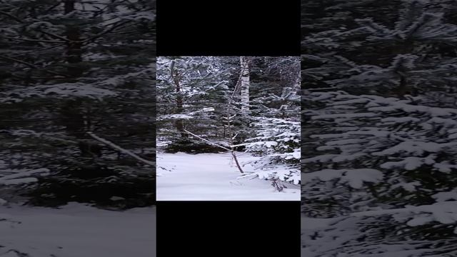 VID_20241225_154217~2.mp4