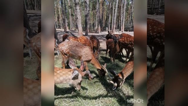 Дашуне 14 лет.mp4