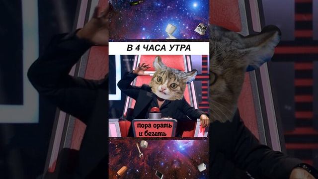 Все коты