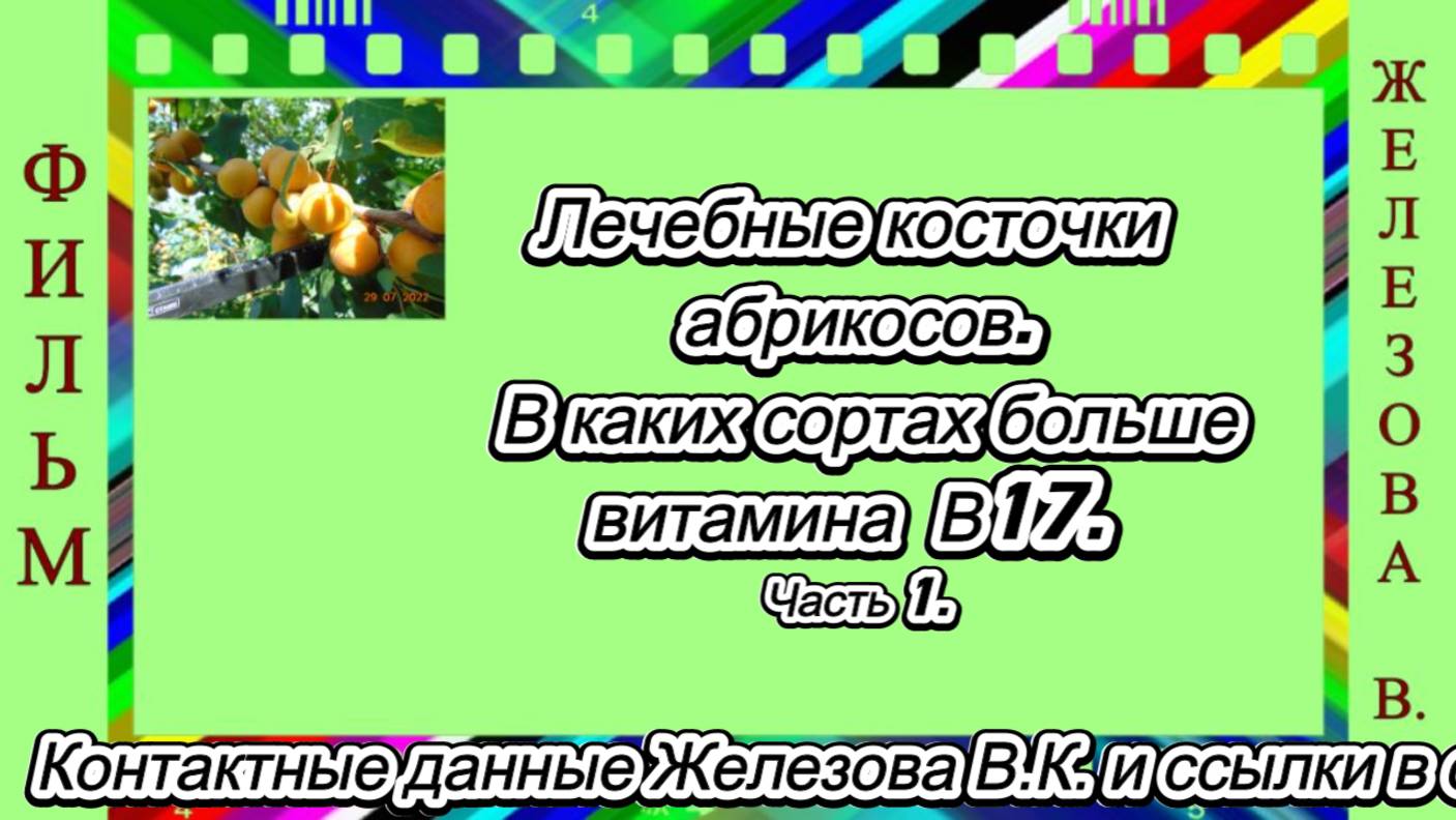 Лечебные косточки абрикосов.  В каких сортах больше витамина  В17. Часть 1.