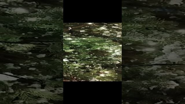 Новогодняя Москва.mp4