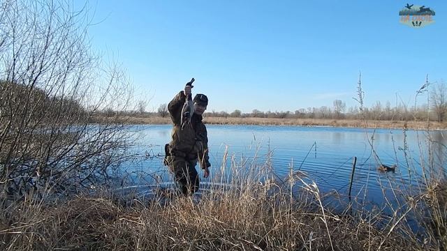 Весенняя охота на селезня