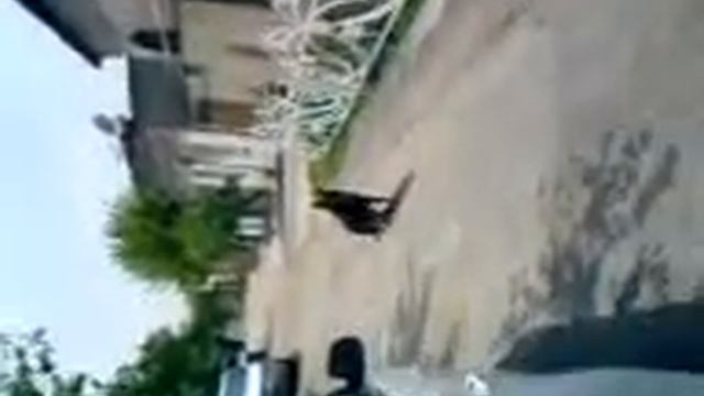 videoplayback.mp4
