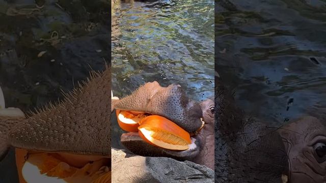 Бегемот целую тыкву может съесть