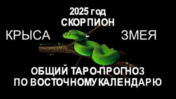 ОБЩИЙ ТАРО-ПРОГНОЗ НА 2025 ГОД ПО ВОСТОЧНОМУ КАЛЕНДАРЮ. СКОРПИОН( КРЫСА-ЗМЕЯ)