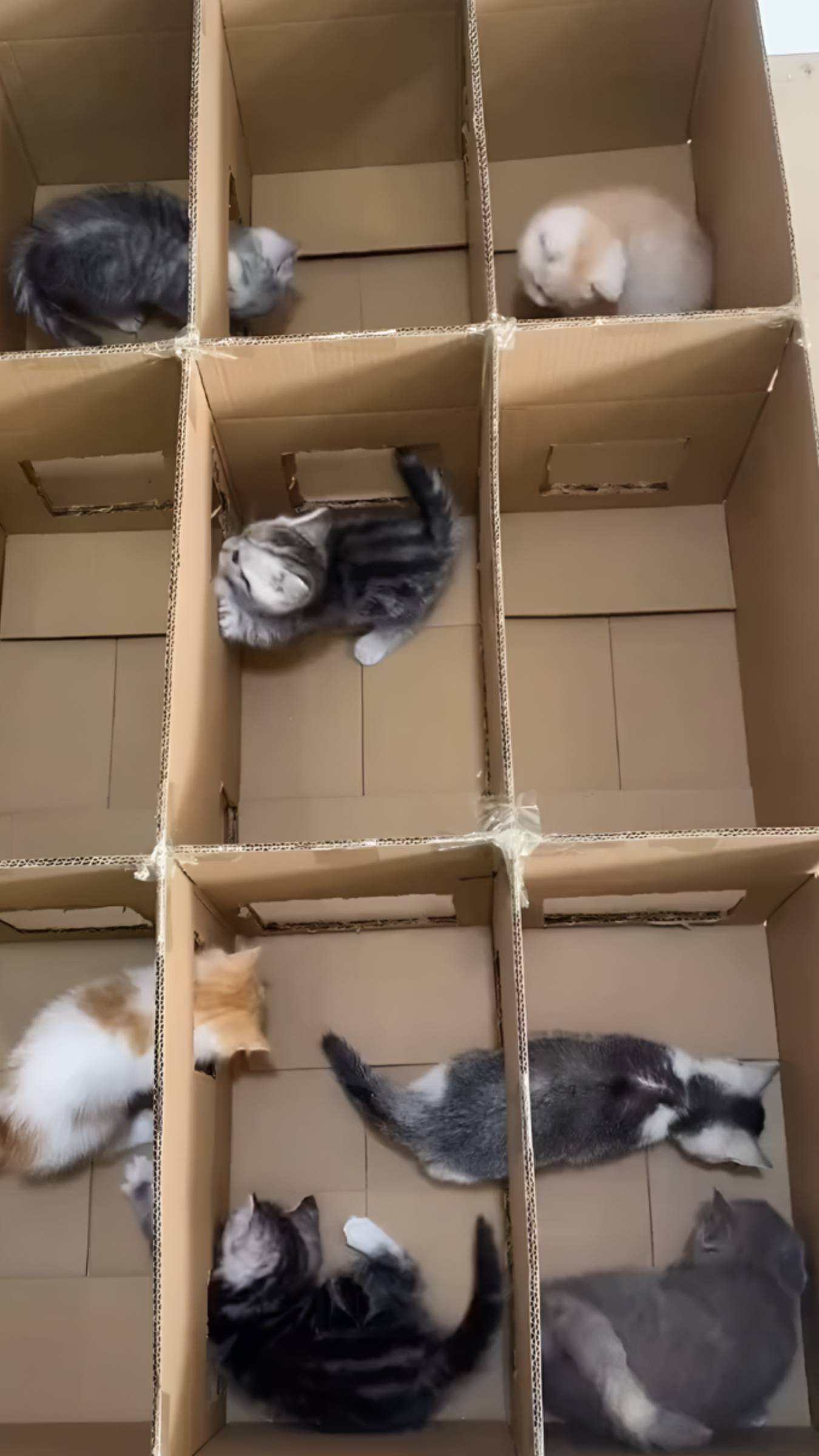 📦 Милота дня: котята и их коробочные исследования!