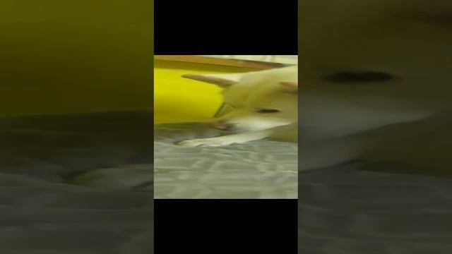 RADOST TVORCHESTVA