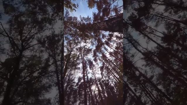 ЖИЗНЬ-СКАЗКА