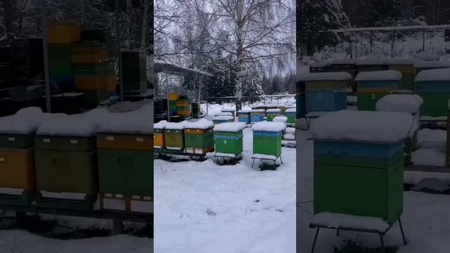 Хорошей зимовки!!! #зимовка #пасекаЖилиных #пасекаБерендей #пчелы #зима
