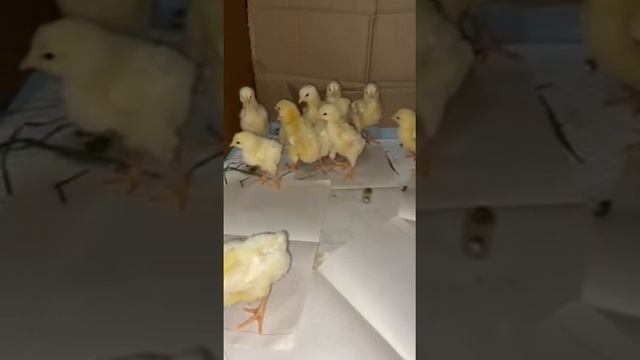 Мои цыплята