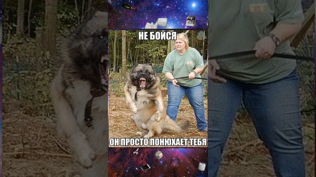 Пёсиль