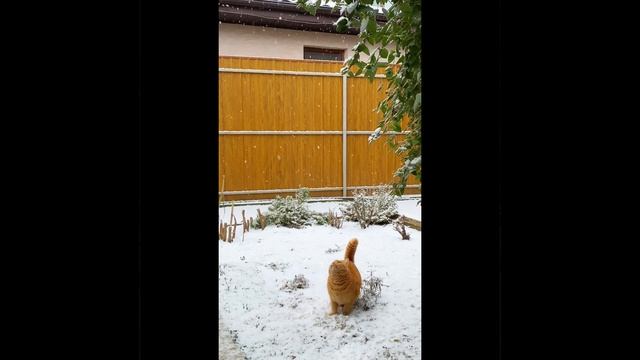 Снежинки