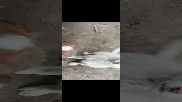 1000227286.mp4