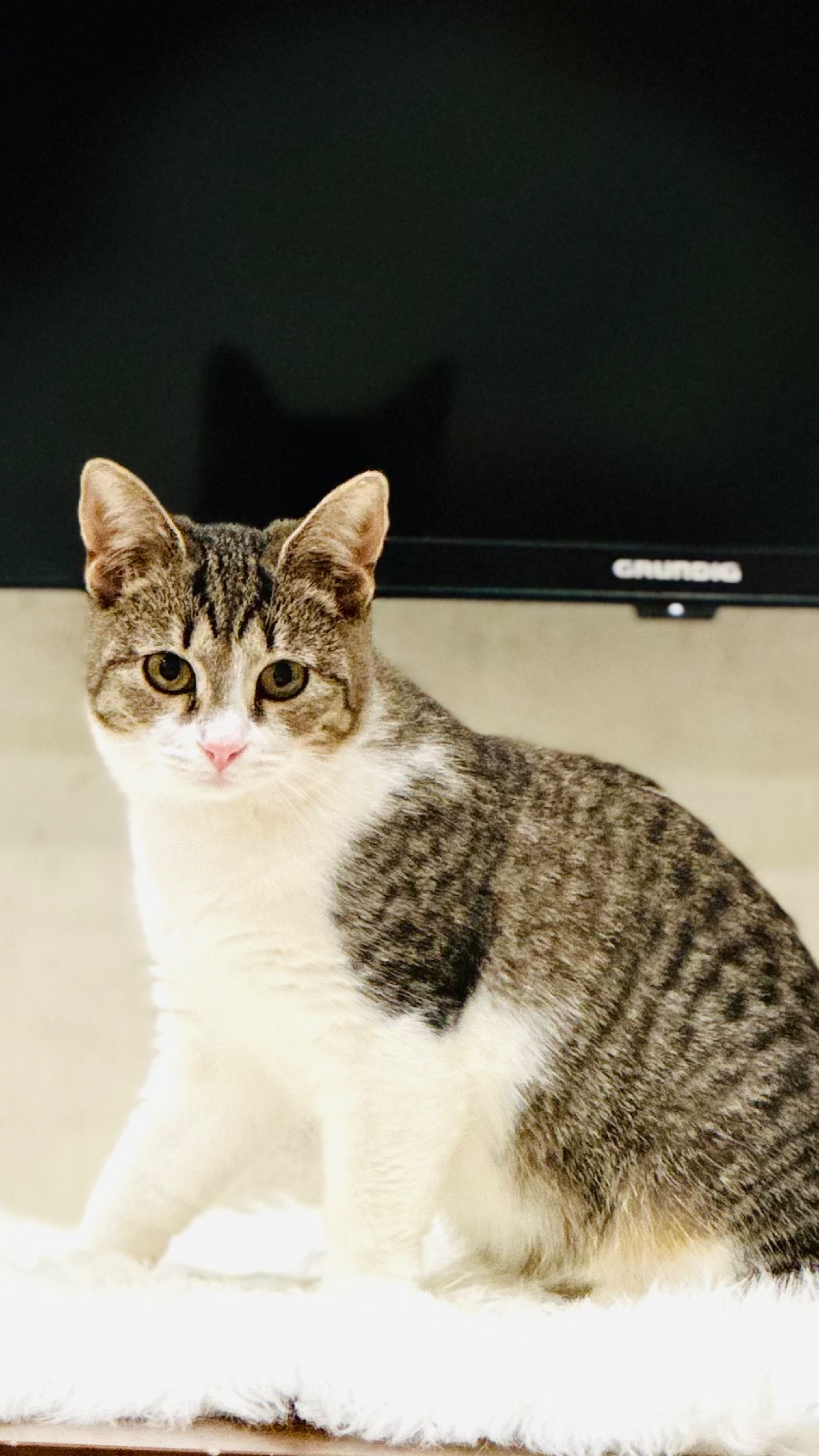 Котенок Степашка ищет дом