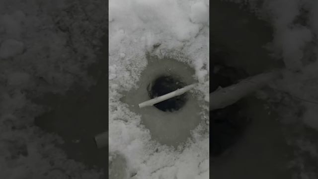 Клюнул крокодил, поставуху утащил!