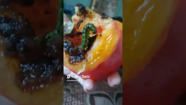 Наглая и зелёная!🙂
