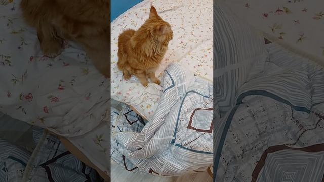 1000016090.mp4