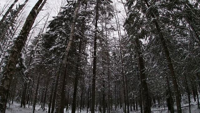 Грибы под Новый год 2021 Поход в лес перешел Реку в Мой ДР, а Там @Сказочная Карелия