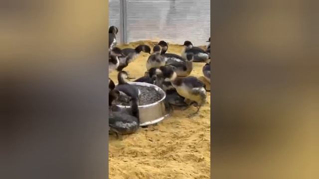 Обстановка на пляжах Анапы в новом году!