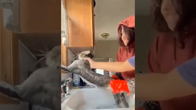 Мы в ВК https://vk.com/life_of_cats