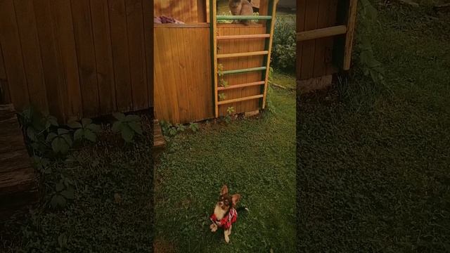 Дрессированный Марсик