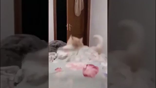 Кот и одеяло