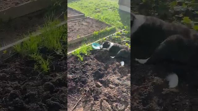Молодой бордер колли помогает садить клубнику