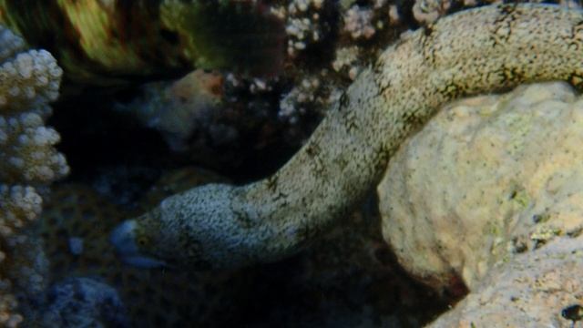 Звездчатая мурена, Snowflake moray, Echidna nebulosa.Марса Мубарак.IBEROTEL Costa Mares.С Л.Драч.