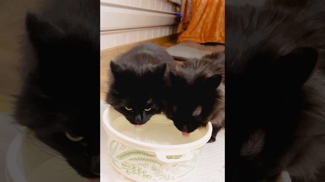 Коты громко чавкают. Кузий и Маруся