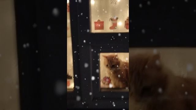С Новым Годом !!!