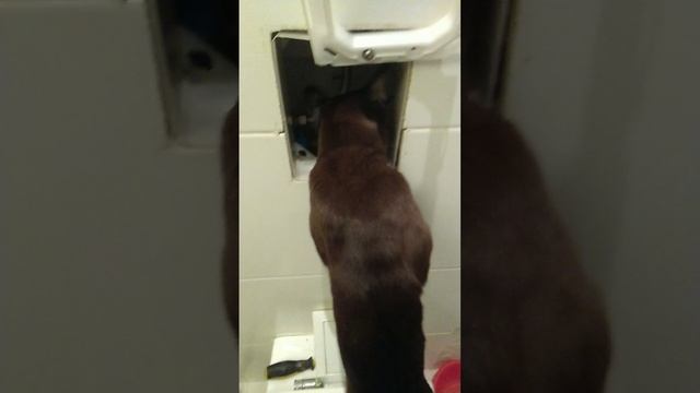 сантехника вызвали?!