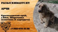 Пропала собака! АРЧИ. Краснодарский край,.г. Ейск