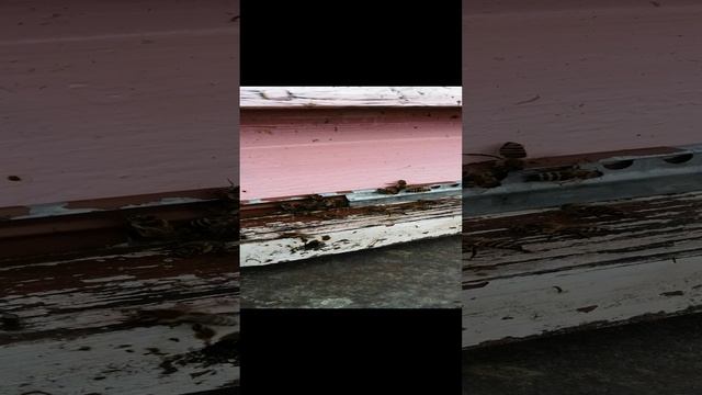 Пчёлам ветер не помеха