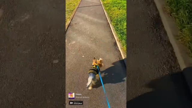 Идём в салон стричь ногти 🐕