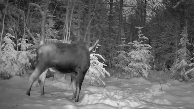 Лосик видео фотоловушки