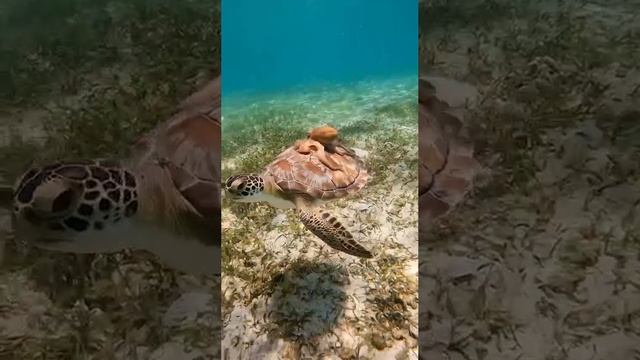 1000013479.mp4