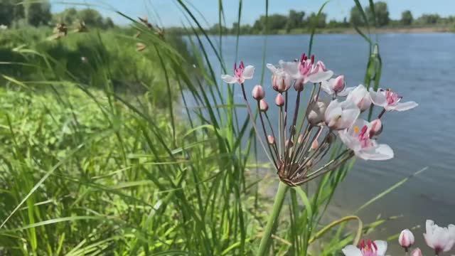 Дон река. Село Грушовое.
