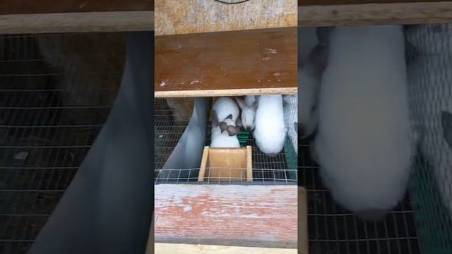 Отсадил кроликов от мам в 2 месяца