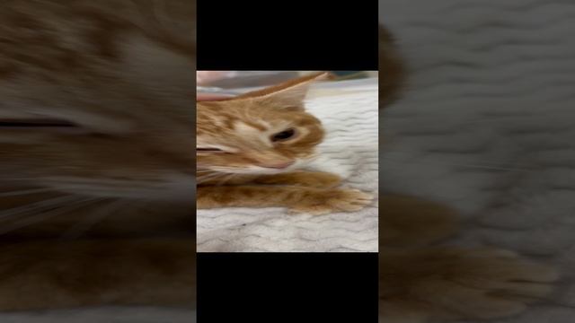 Санни - солнечный котенок 5 мес в добрые руки