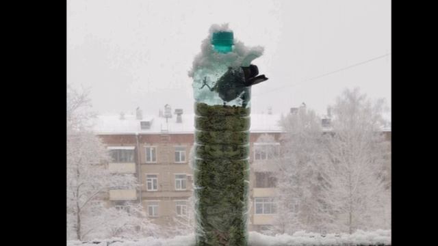 Поклоны синицы после шока.