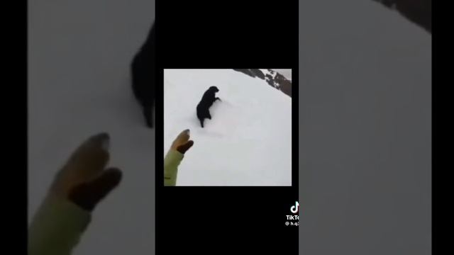Нинус пёс