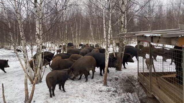 02-01-2025 Охота