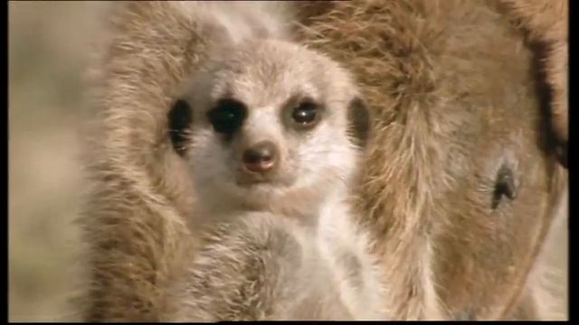 Трейлеры на DVD «Бернард» «Bernard» (2006) (Диск 3)