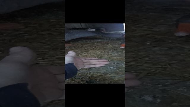 гуси