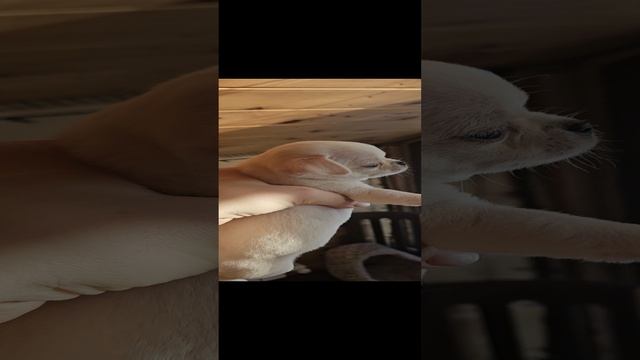 1000018572.mp4