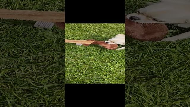 Три чиахуа играют